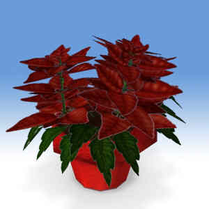 Poinsettia Gift Pack from the All Seasons Nursery and Logging Camp