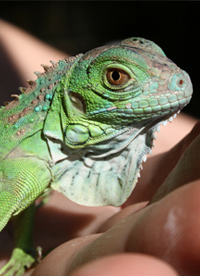 Аватара пользователя