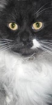 Аватара пользователя