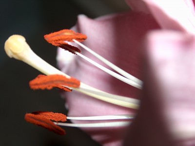 Из той же оперы