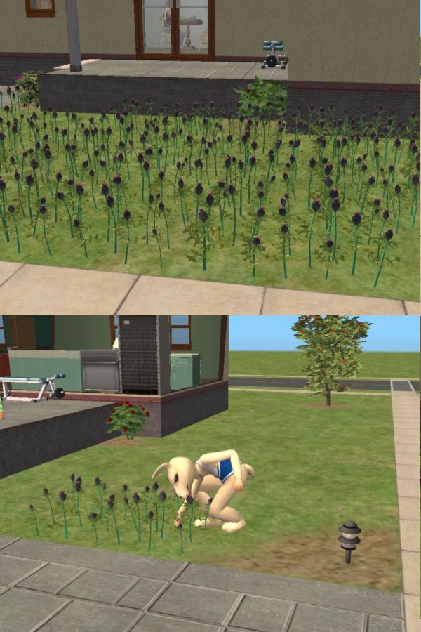 Зачем студенту сорняки??? А это и не сорняки вовсе - это мак.
<br />Была плантация мака, пришел борец за здоровый образ жизни и все повыдергивал... Тимуровец, твою мать