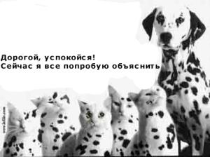 kotyata.jpg